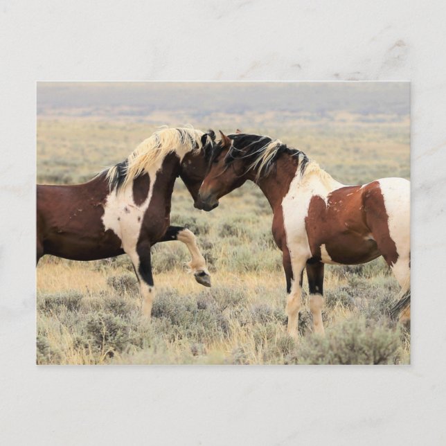 McCullough Peaks Wild Horses Postcard (Front)