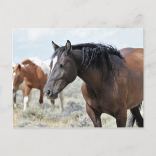 McCullough Peaks Wild Horses Postcard