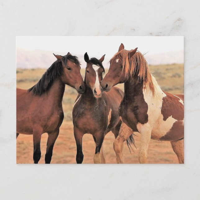 McCullough Peaks Wild Horses Postcard (Front)