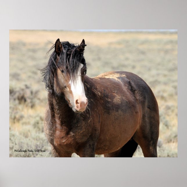 McCullough Peaks Wild Horses Poster (Front)