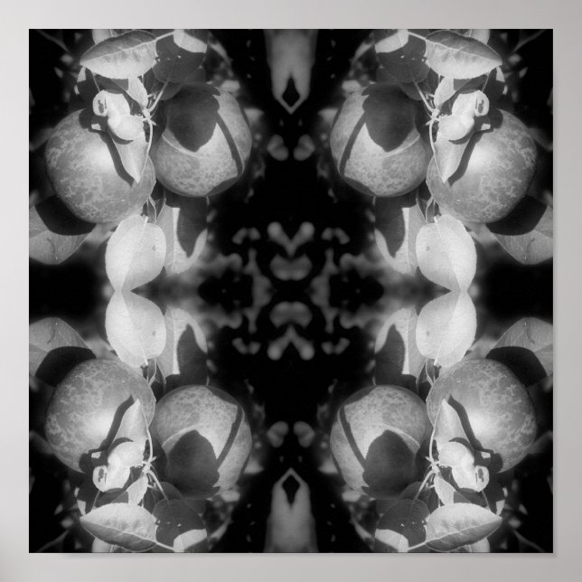 McIntosh Apples On Tree Black And White Abstract  Poster (Front)