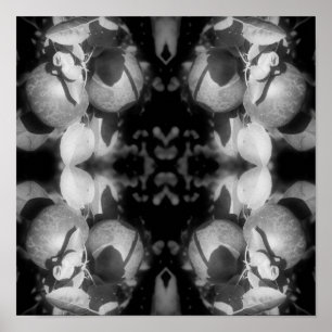 McIntosh Apples On Tree Black And White Nature Art Poster