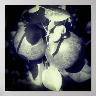 McIntosh Apples On Tree In Black And White Poster