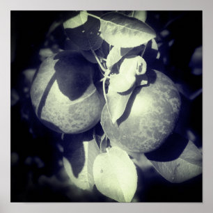 McIntosh Apples On Tree In Black And White Poster