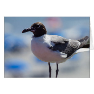 Me A Seagull Greeting Card