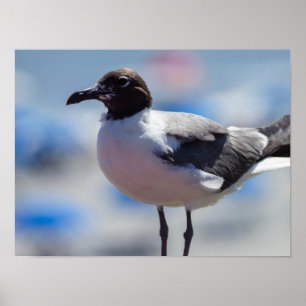 Me A Seagull Poster
