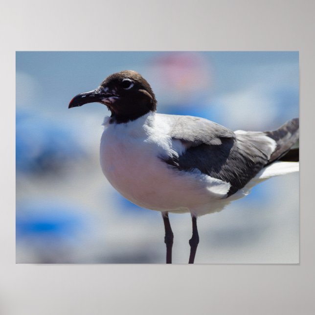 Me A Seagull Poster (Front)