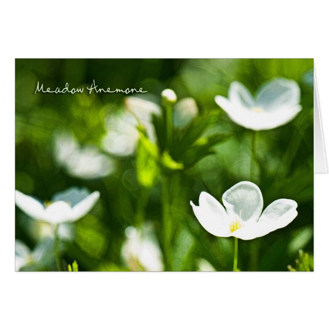 Meadow Anemone Blank Card (Front Horizontal)