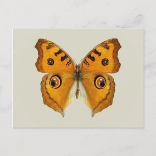 Meadow Argus Butterfly Postcard