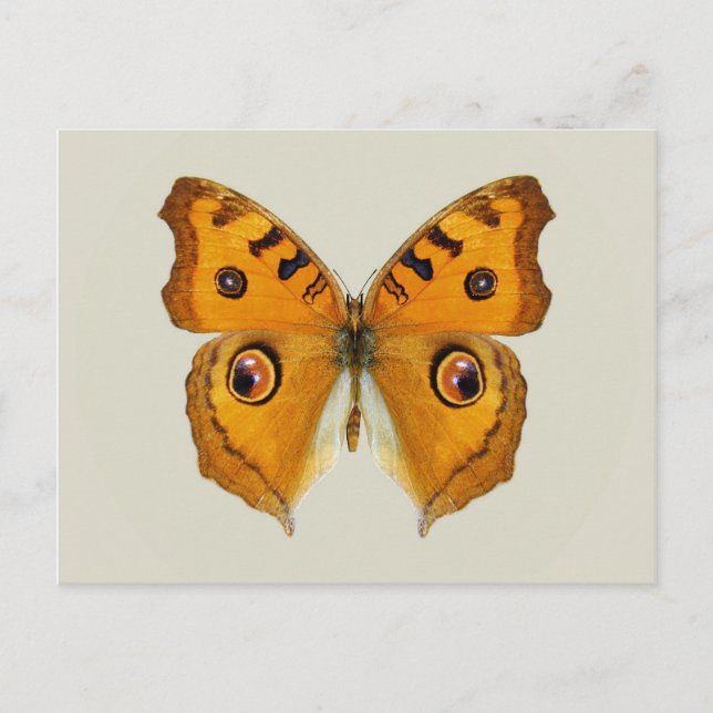 Meadow Argus Butterfly Postcard (Front)