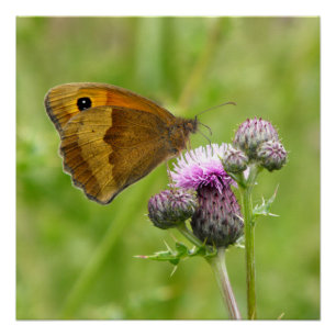 Meadow Brown Butterfly Poster