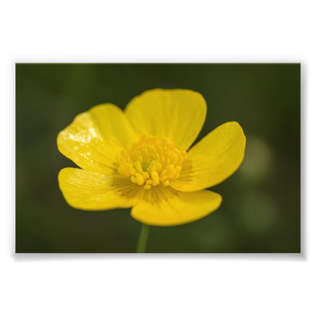 Meadow Buttercup Photo Print (Front)