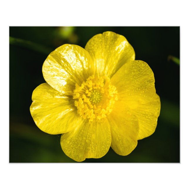 Meadow Buttercup  Photo Print (Front)