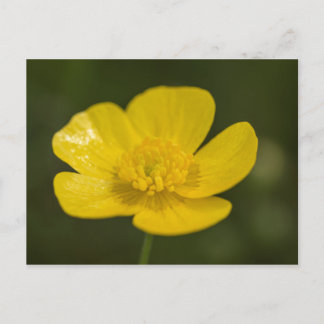 Meadow Buttercup Postcard