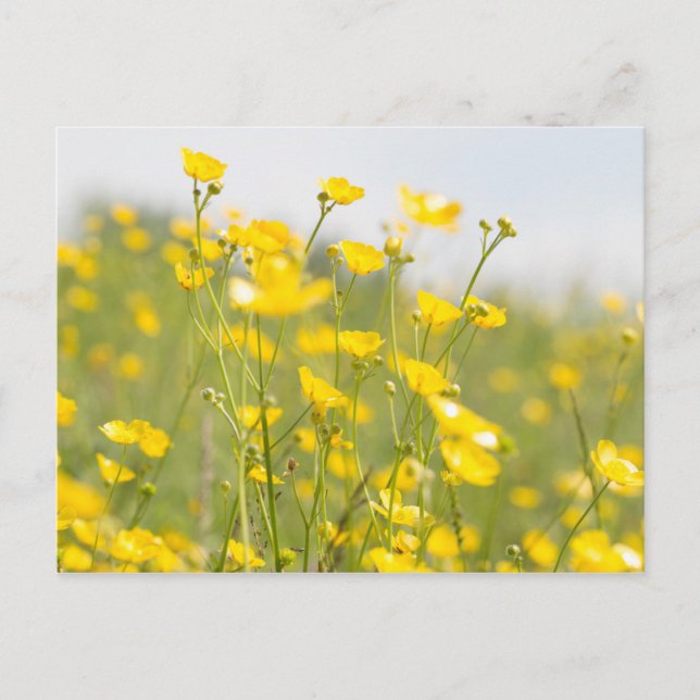 Meadow Buttercups Postcard (Front)