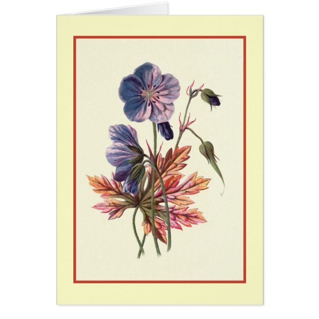 "Meadow Cranesbill" Botanical Illustration (Front)