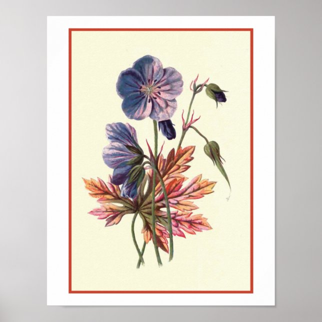 "Meadow Cranesbill" Botanical Illustration Poster (Front)