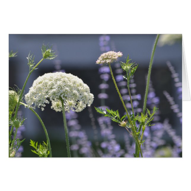Meadow Flowers (Front Horizontal)