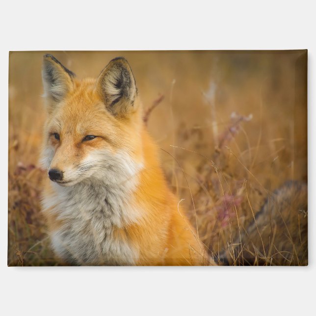meadow fox magnet (Front)