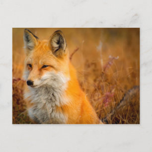 meadow fox postcard