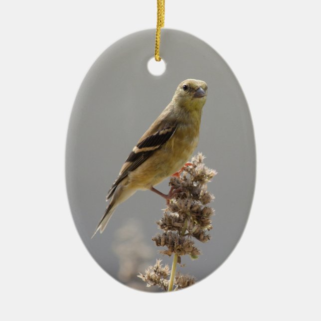 Meadow Goldfinch Ceramic Ornament (Front)