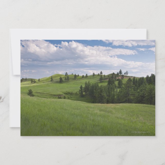 Meadow in Custer State Park (Front)