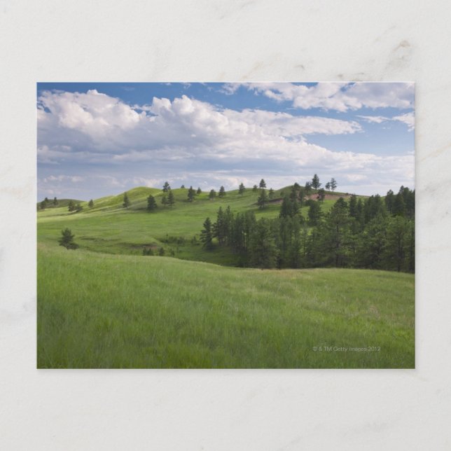 Meadow in Custer State Park Postcard (Front)