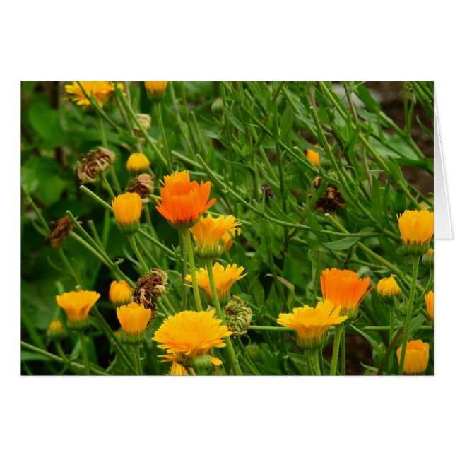 Meadow in Maine (Front Horizontal)