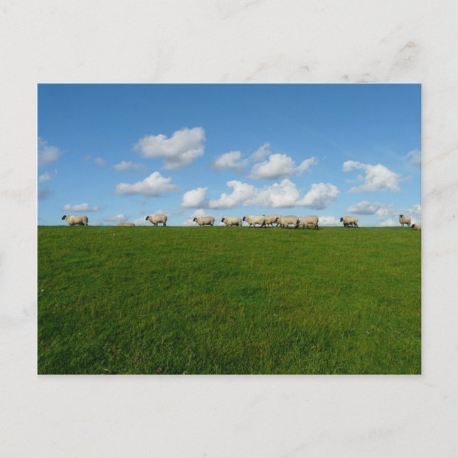 Meadow Landscape Postcard (Front)