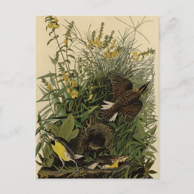 Meadow Lark	from Audubon's Birds of America Postcard (Front)