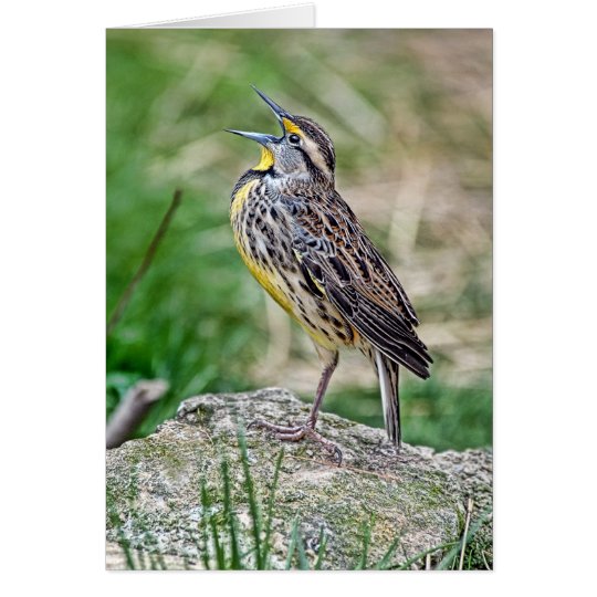 Meadow Lark Greeting Card