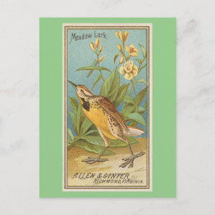 Meadow Lark Postcard