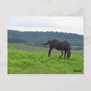 Meadow of Love Postcard