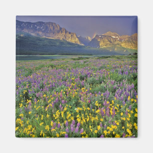 Meadow of wildflowers in the Many glacier Magnet