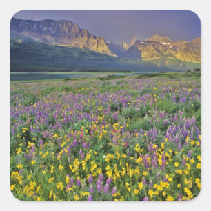 Meadow of wildflowers in the Many glacier Square Sticker