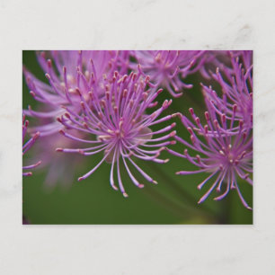 Meadow Rue Postcard