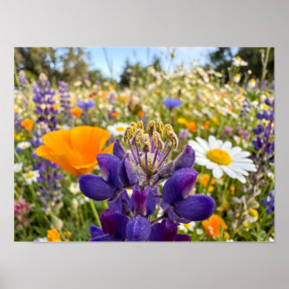 Meadow Symphony Poster