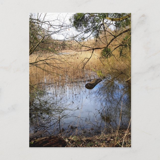 Meadowlands nature postcard (Front)