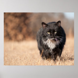 Mean Looking Softie Poster