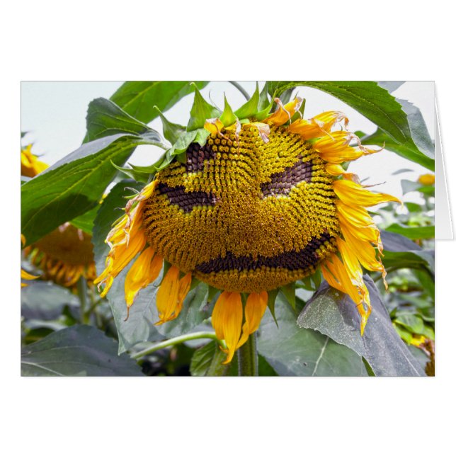 mean sunflower (Front Horizontal)
