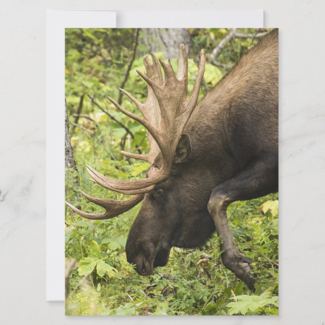 Meandering Moose (Front)