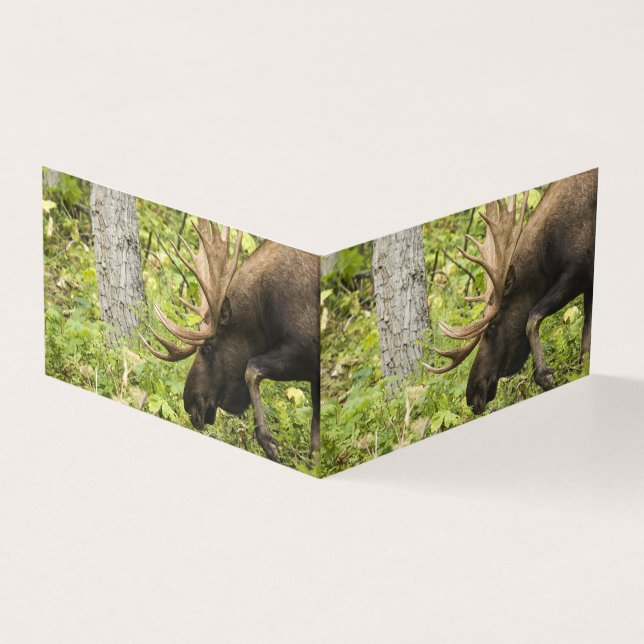 Meandering Moose (Outside)