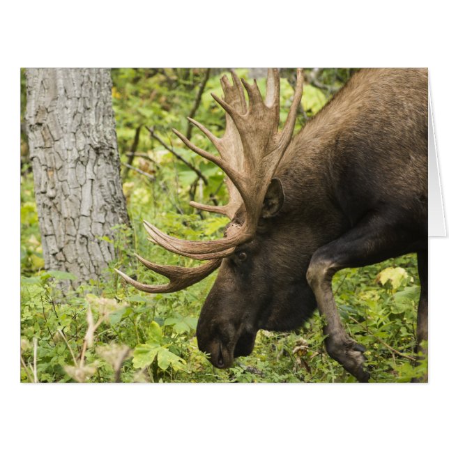 Meandering Moose (Front Horizontal)