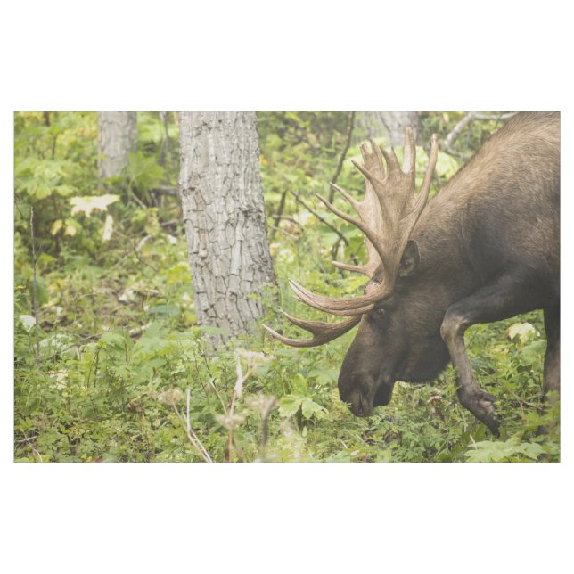 Meandering Moose Fabric (Yard)
