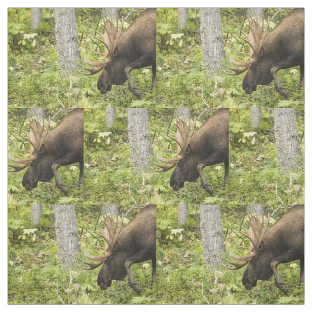 Meandering Moose Fabric (Swatch)