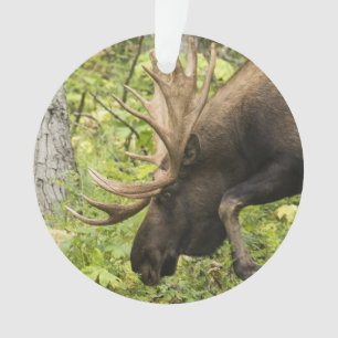 Meandering Moose Ornament