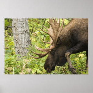 Meandering Moose Poster