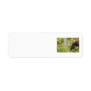 Meandering Moose Return Address Label