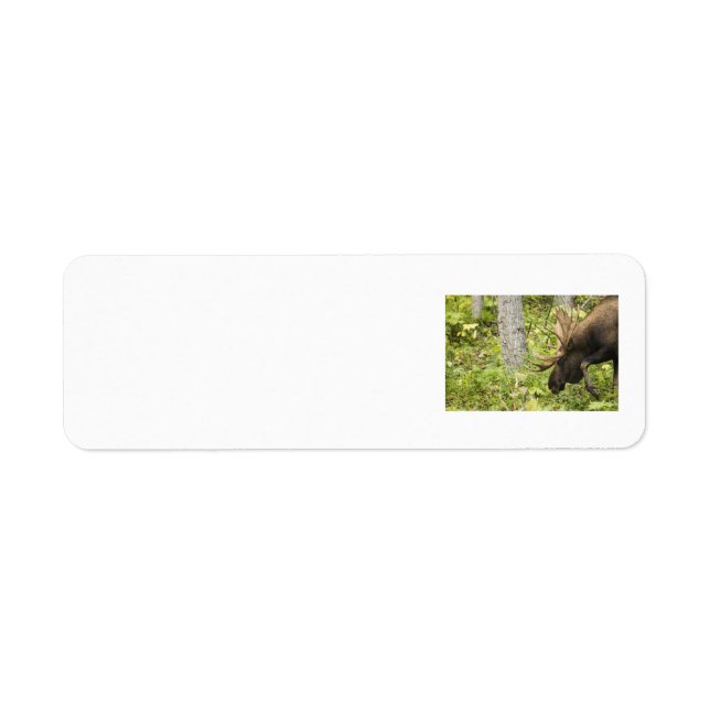 Meandering Moose Return Address Label (Front)