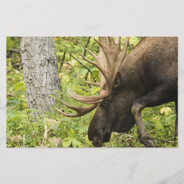 Meandering Moose Stationery (Front)